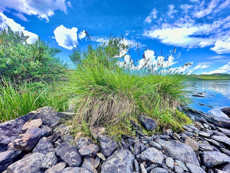    Лето на высокогорье Алтая. Источник: Роман Воробьев и Татьяна Клименко