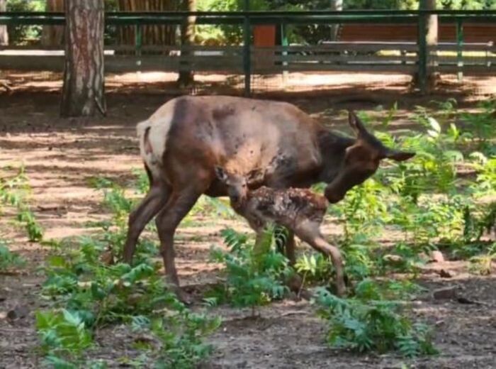 Источник фото: Пресс-служба ростовского зоопарка
