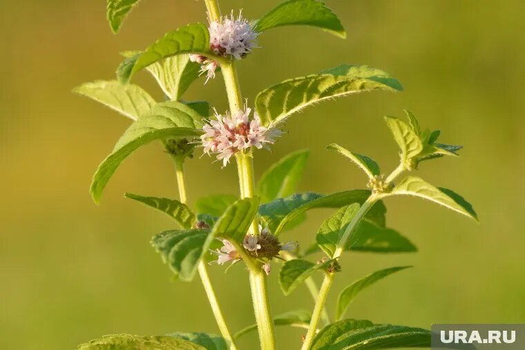 Выращивание мяты не повлечет за собой наказания, заявил Зернов Фото: Wikimedia / Ивар Лейдус / CC BY-SA 3.0
