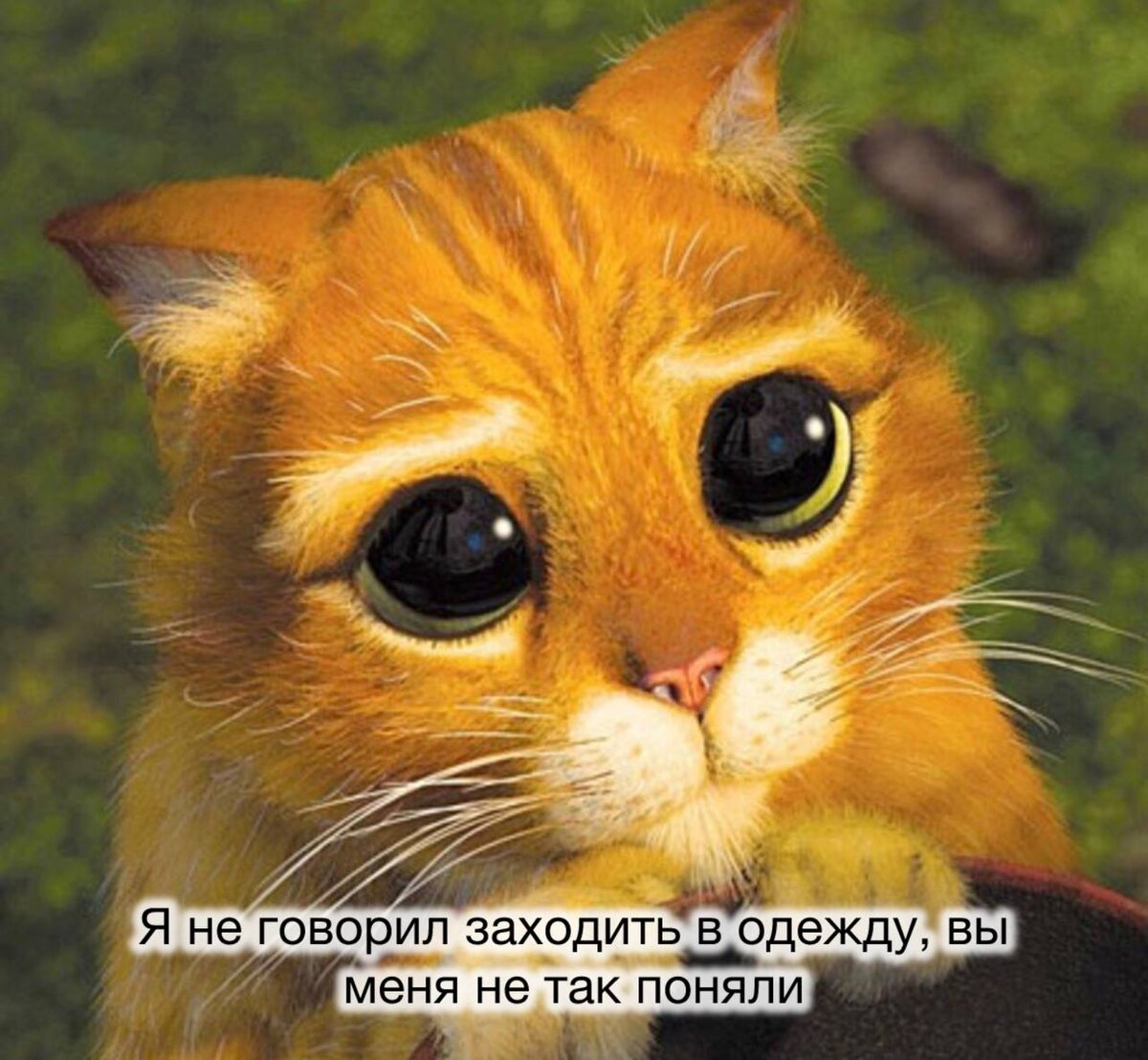 Кот из шрека с большими глазами картинки
