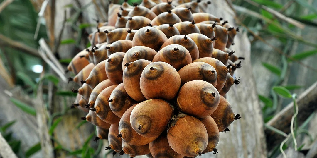 Бабассу: Плод, ворующий йод у организма