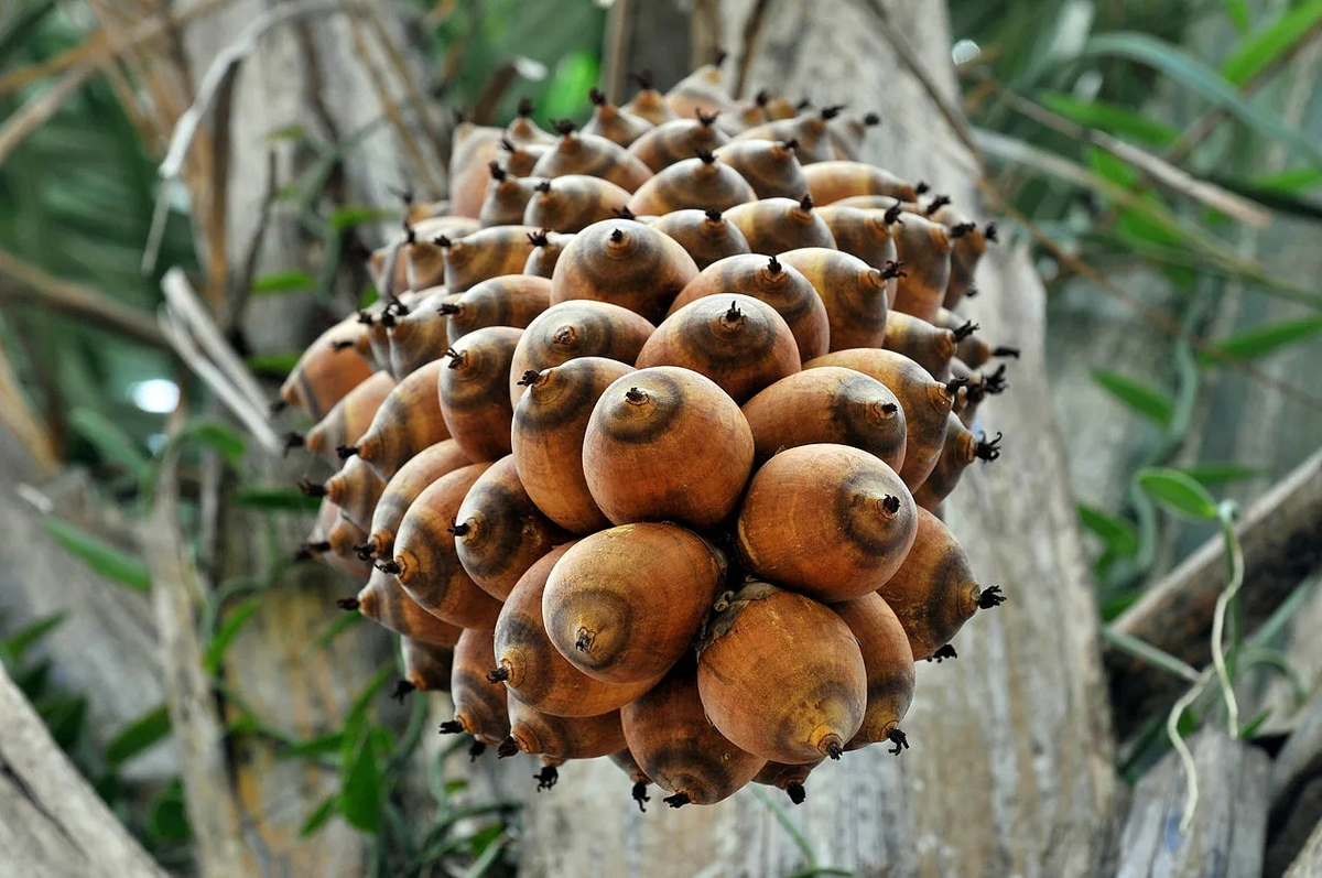 Какие-то странные у вас шишки 