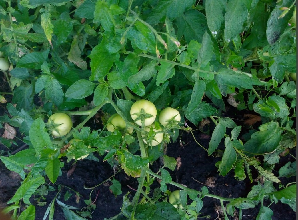 "Снежный барс" не хочет наливаться. прет в ботву.