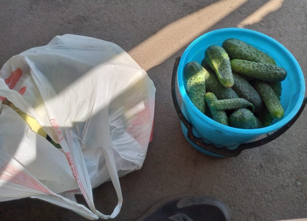 Перла домой урожай - огурцы и кабачки.