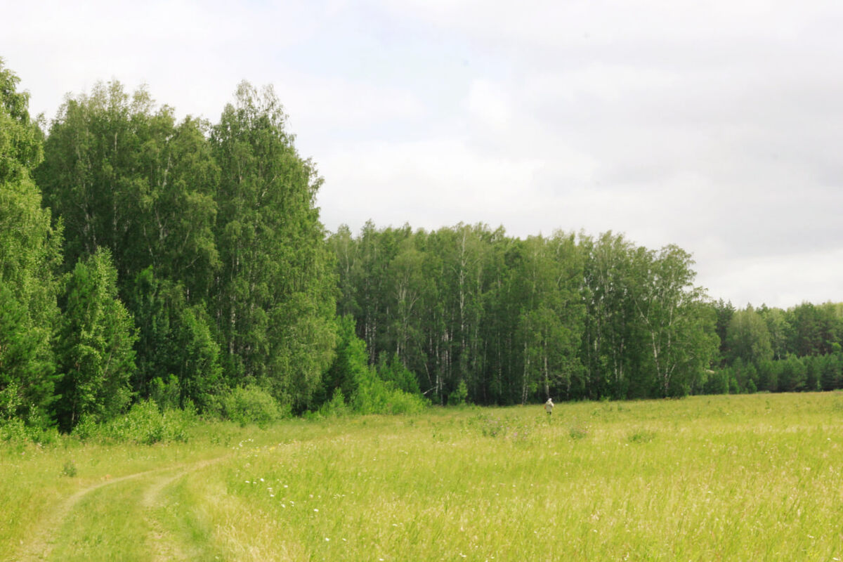 Плехановский бор