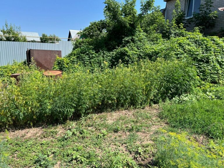    Конопля на грядках. Оренбуржец устроил целое производство у себя во дворе Марина Шарт