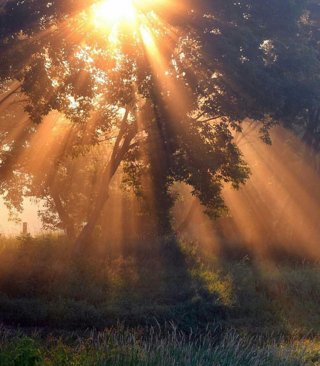 Яндекс Картинки.