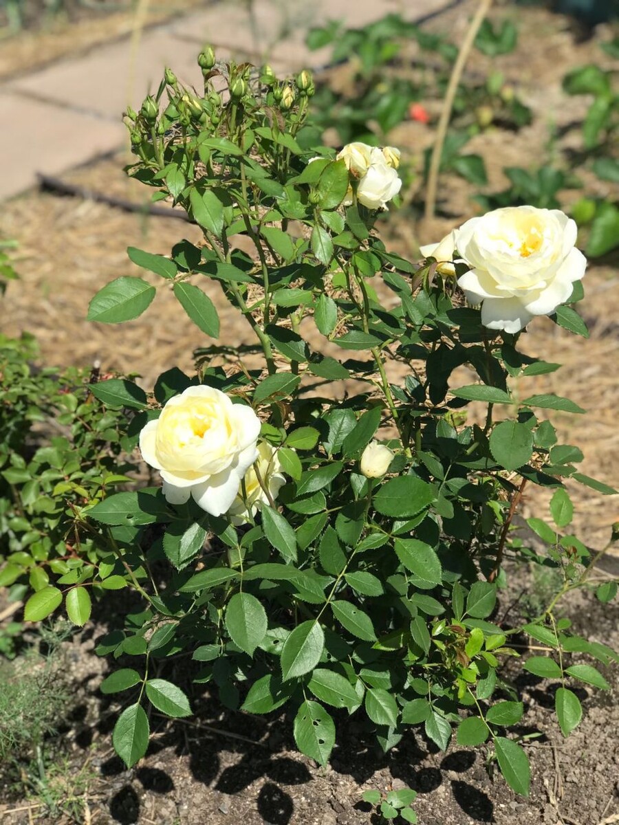 Астрологические тенденции августа 2024 года