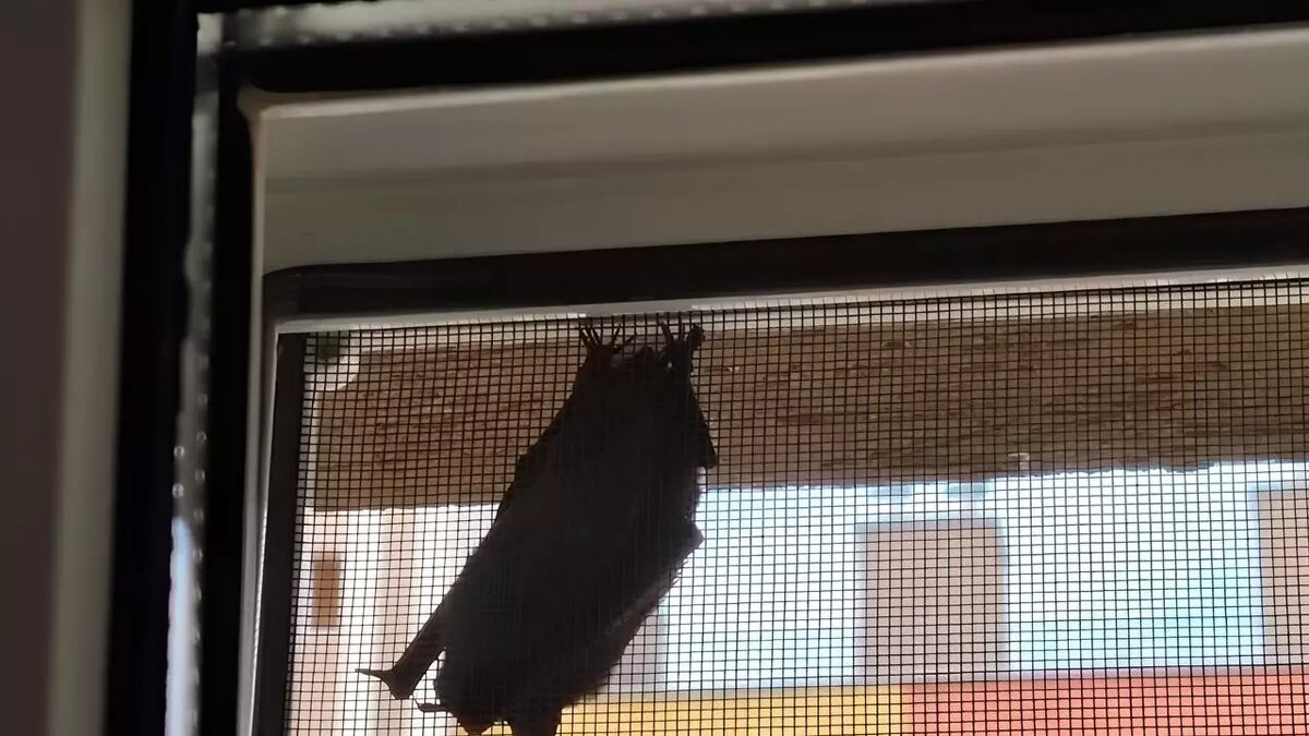     Источник: VK-сообщество «ЖК Новая Кузнечиха Соседи»