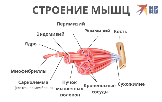 Строение поперечно-полосатых скелетных мышц.