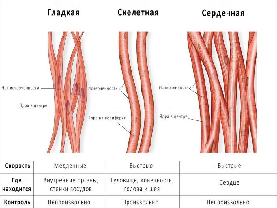 Характеристики типов мышц.
