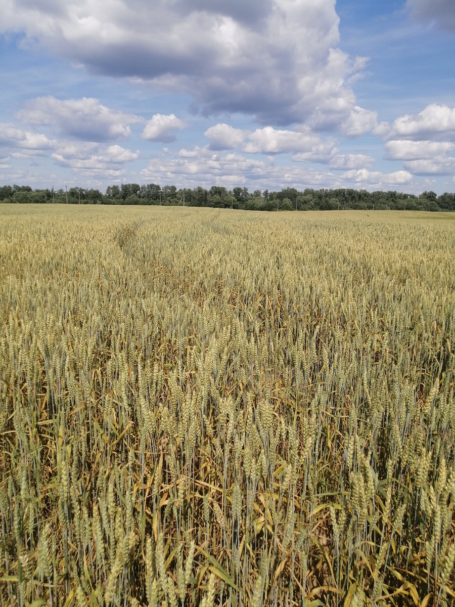 Дорога в поле, трактора накатали. 