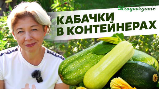 Как вырастить кабачки в контейнерах? / Ученицы Strogoorganic