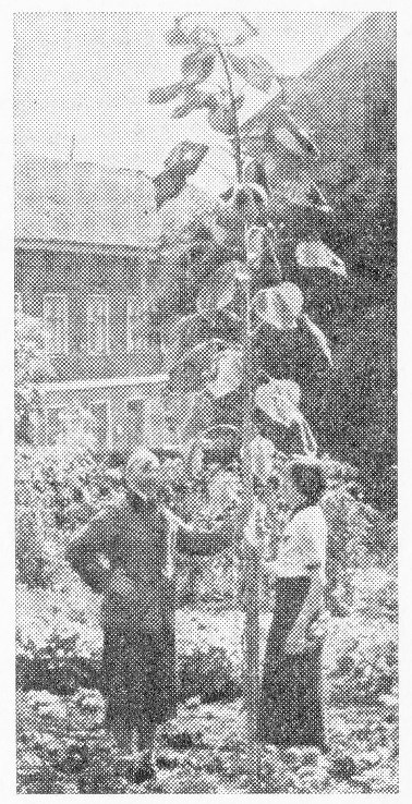 На этой, пусть и не очень чёткой фотографии, можно видеть каких размеров достигали подсолнечники в приходском саду на Шлоссштрассе. Рядом с ним стоят пастор Генрих Веттерлинг и его супруга.