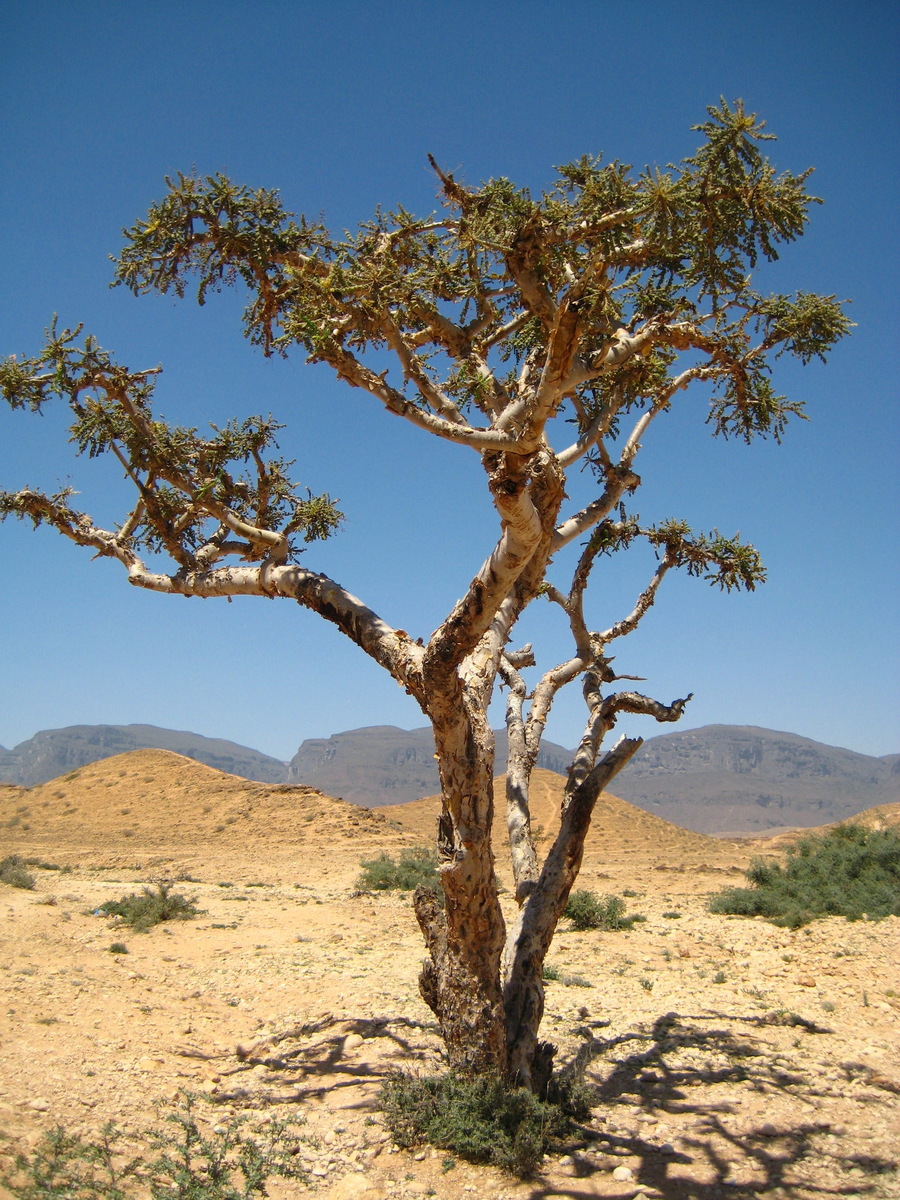 Дерево Boswellia Sacra (Оман)