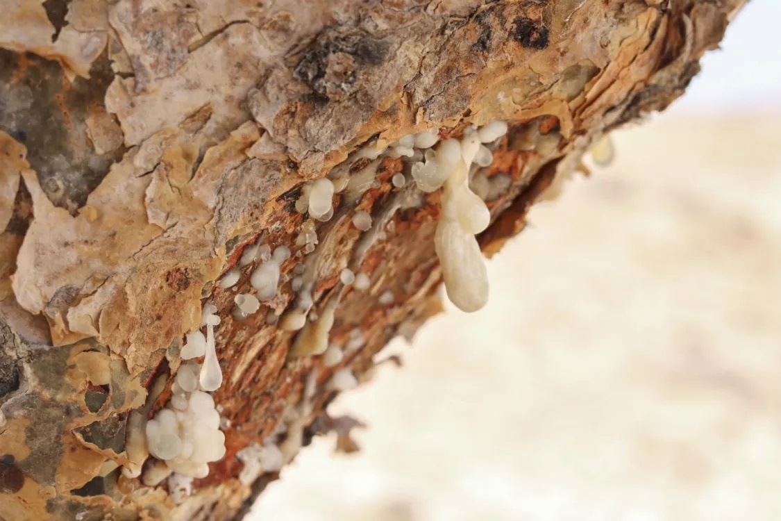 Капли ладана, застывающие на стволе дерева Boswellia Sacra (Оман)