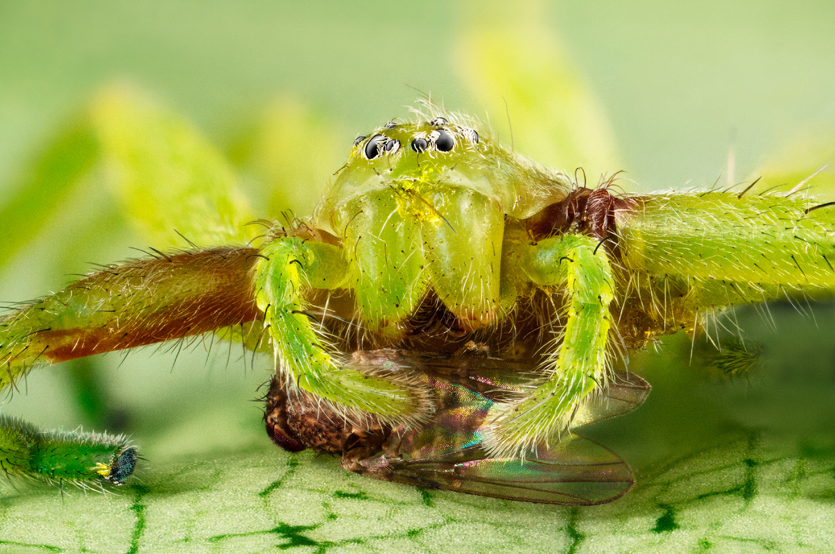 Эти пауки настолько ловкие, что способны поймать даже мух! 
