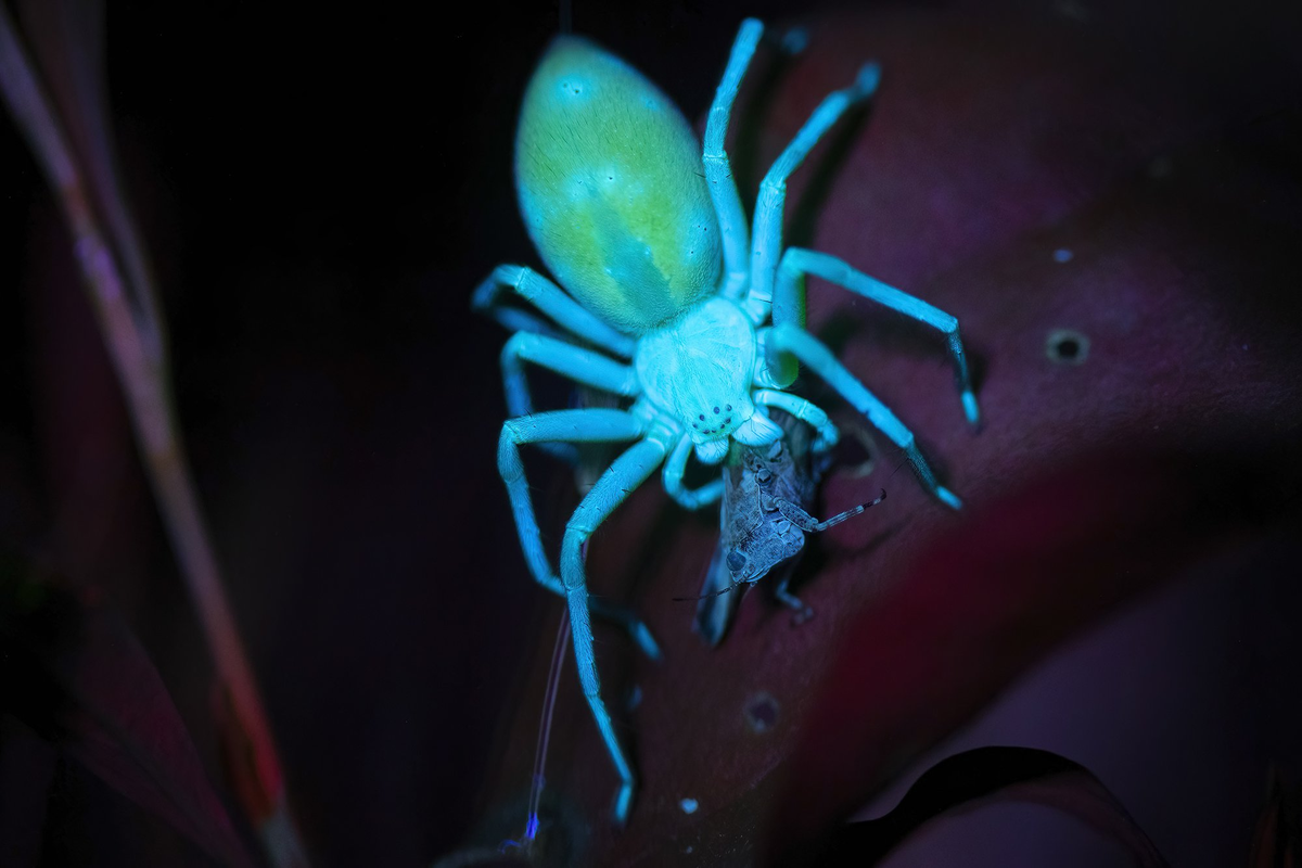 Но это не значит, что у микроматы не бывает ночных дожоров. 