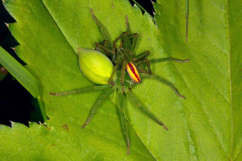 Снизу — зеленая самка. Сверху — полосатый самец. Что у них происходит: борьба или любовь — точно не понятно. 