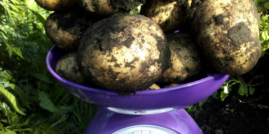 Интенсив для картофеля. Как сажать еще меньше, а собирать еще больше?