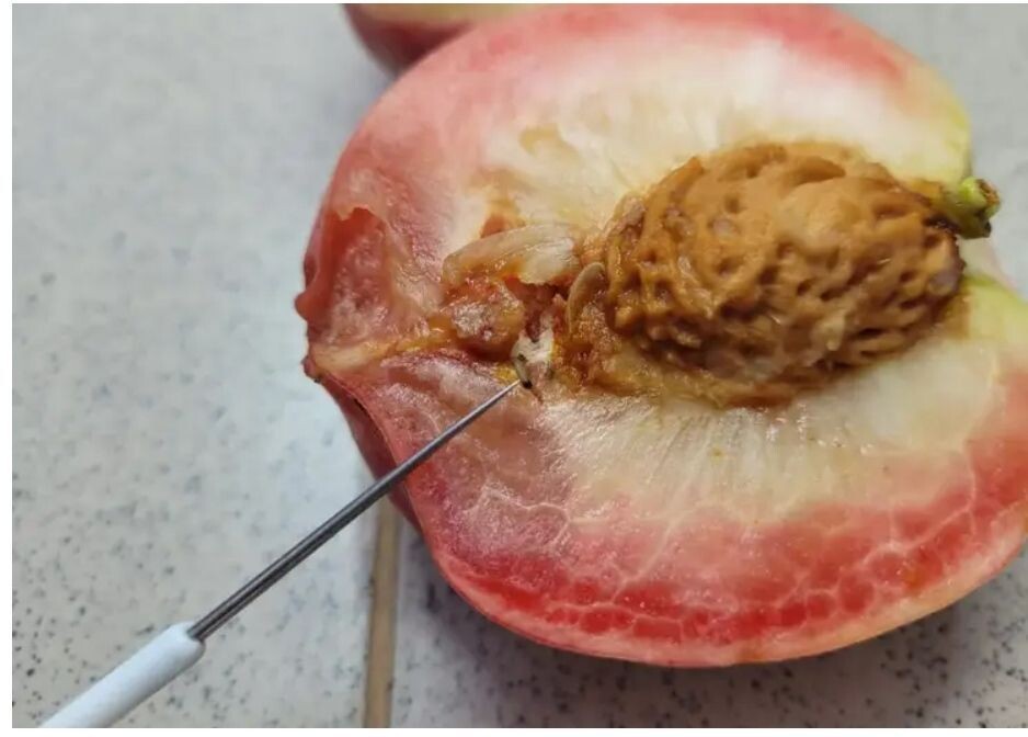     Персик. Источник: gornovosti.ru Автор фото: Пресс-служба Россельхознадзора Красноярского края