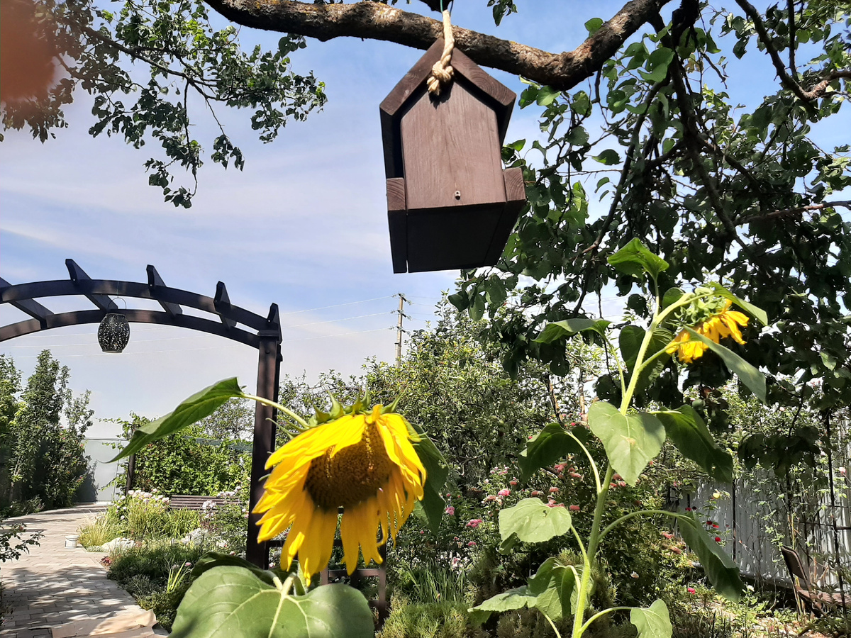 Подсолнухи...