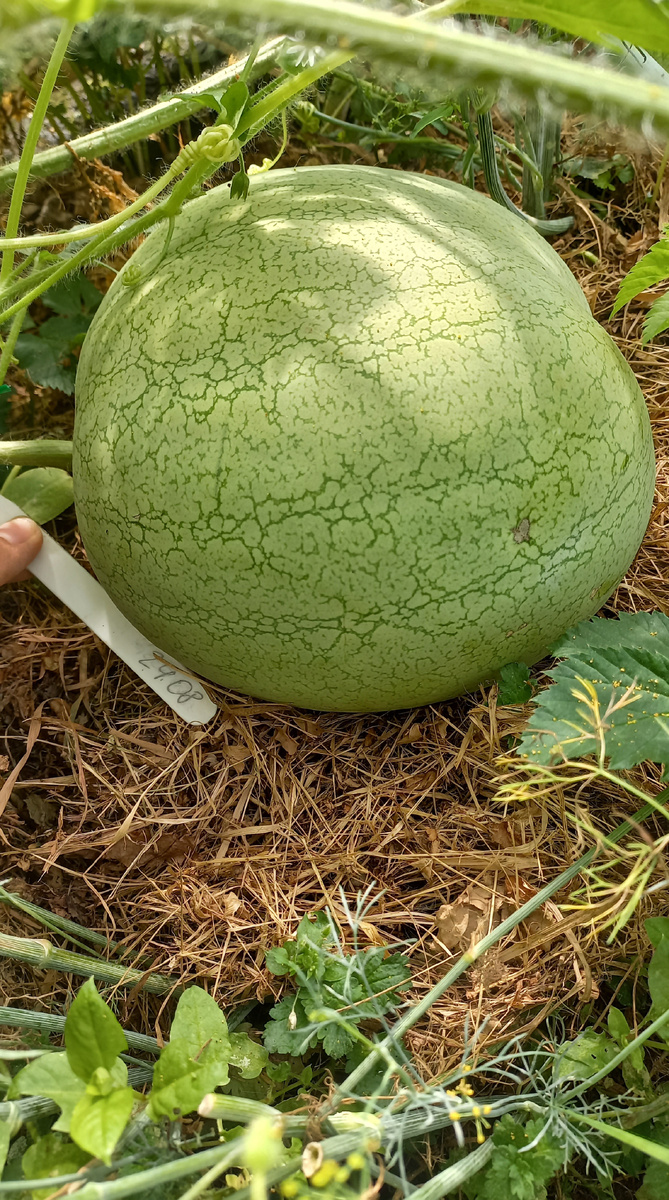 Сорбет 2, кривоват