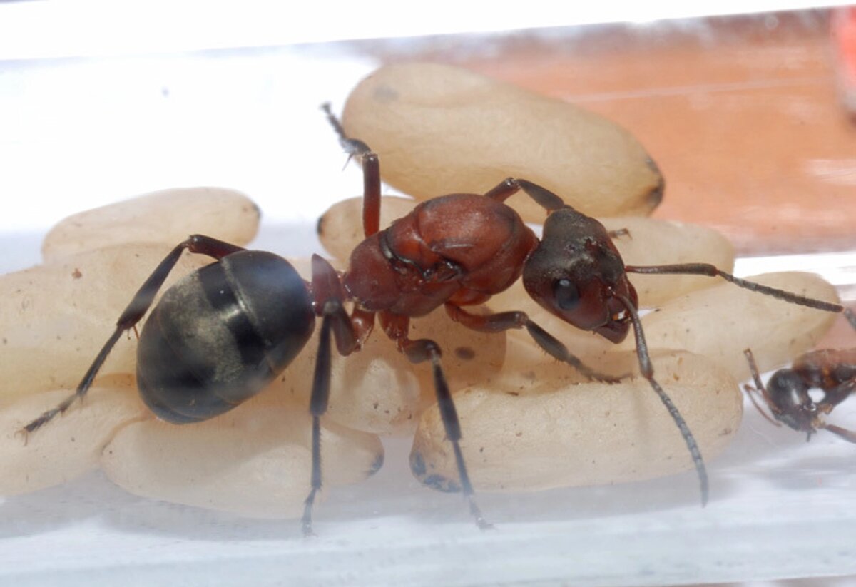 Raptiformica sanguinea