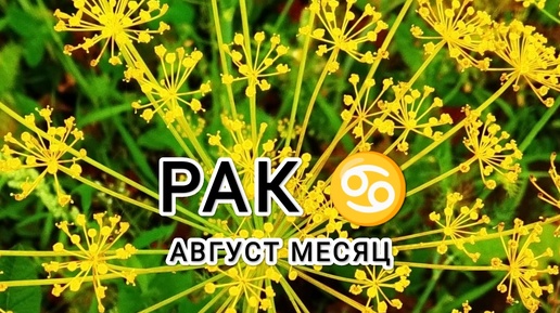 РАК ♋ тароскоп Август месяц &Cancer taroscope month of August