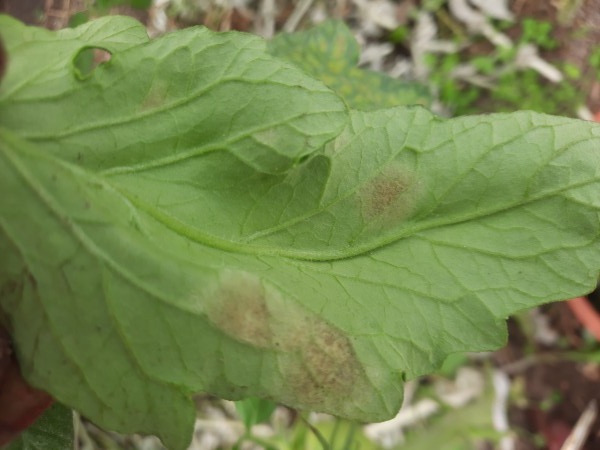 Томаты - 2024. Как удается сдерживать кладоспориоз в этом году