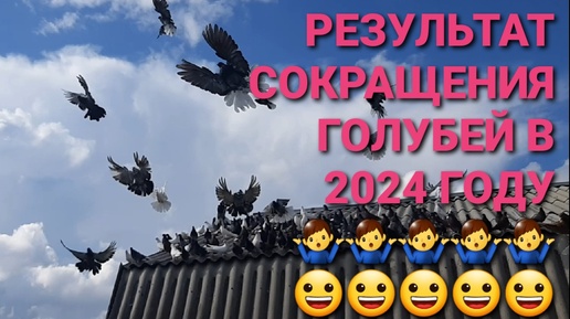 Результат сокращения голубей в 2024 году. Снова что-то пошло не так! 🤷‍♂️🤷‍♂️🤷‍♂️😀😀😀