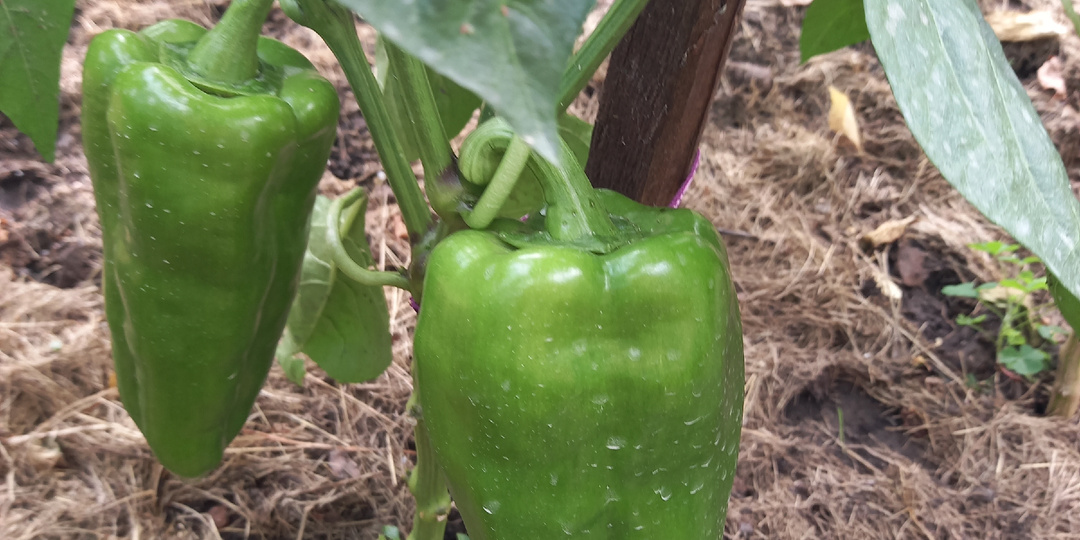 Какой калий лучше для овощей - это было для меня открытием