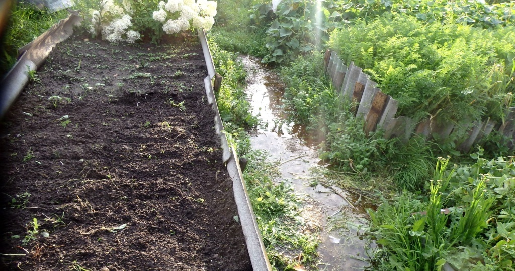 Как спасти урожай в дождливое лето