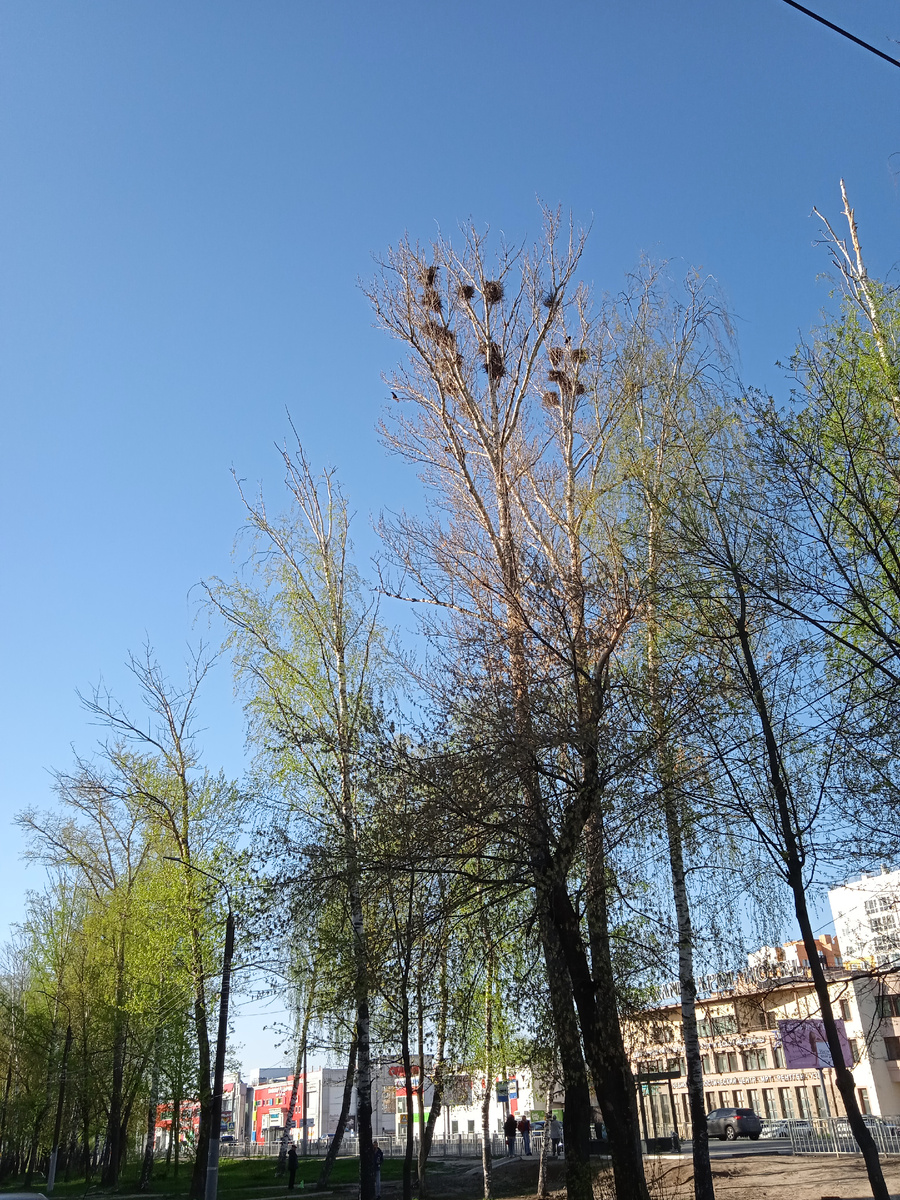 Видите, сколько гнезд на одном дереве? 