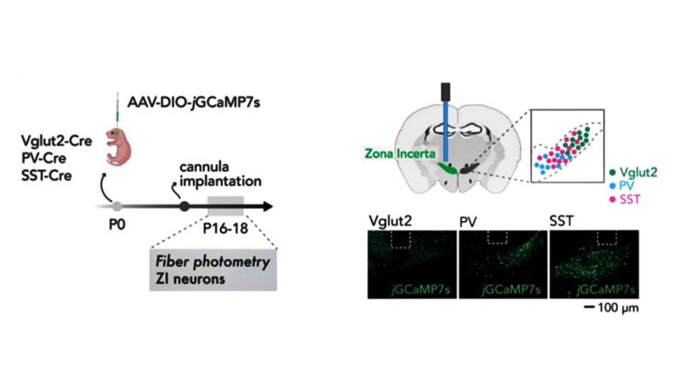   Yuexuan Li et al. / Science, 2024