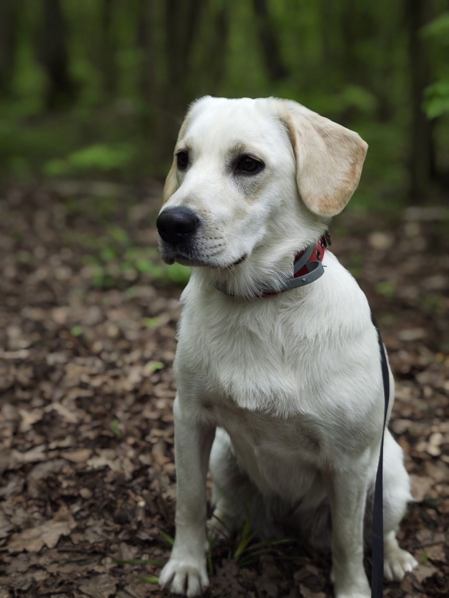 Моя красавица Джеки