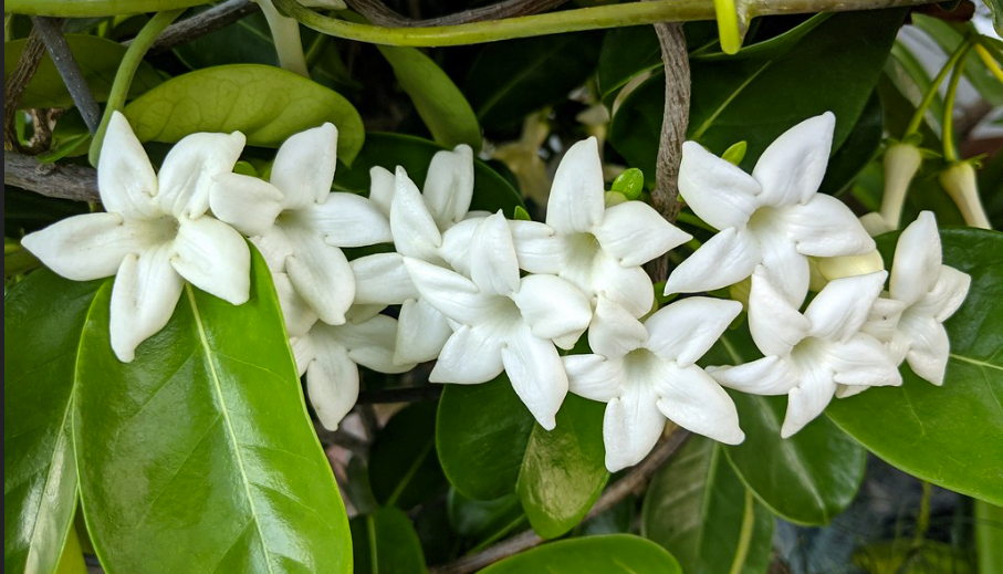 Фото: Ron Parsons | flickr.com