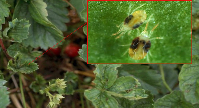 скан автора