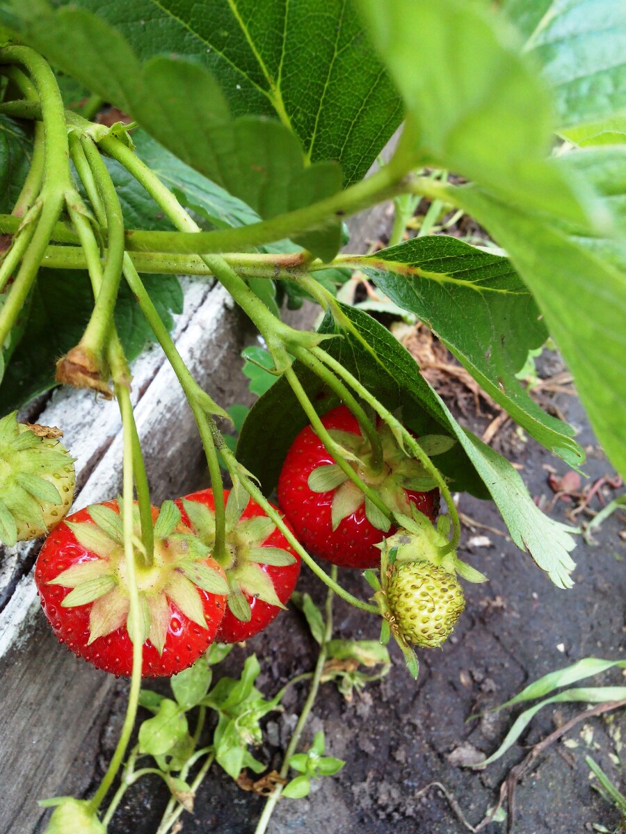 фото автора. моя клубника-земляника
