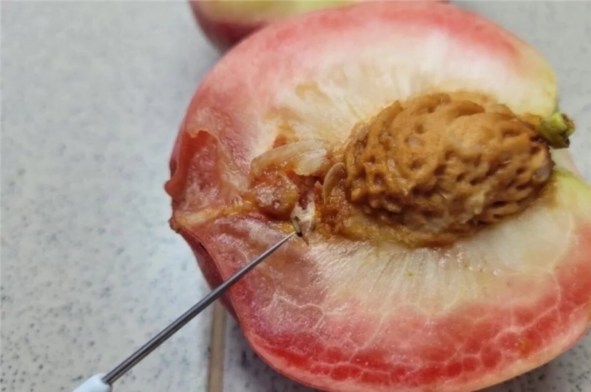    В Красноярске выявили 16 тонн заражённых персиков из Китая