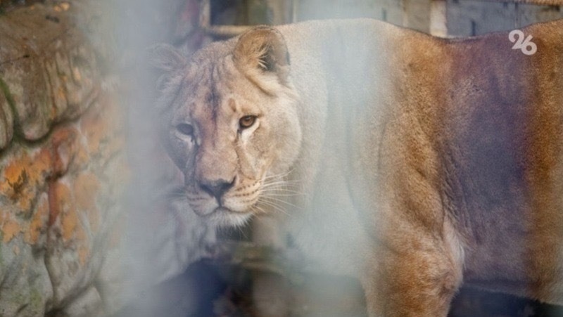    Шоу «Империя львиц» покажут в Ставропольском цирке на этих выходных Фото: ИА «Победа26»