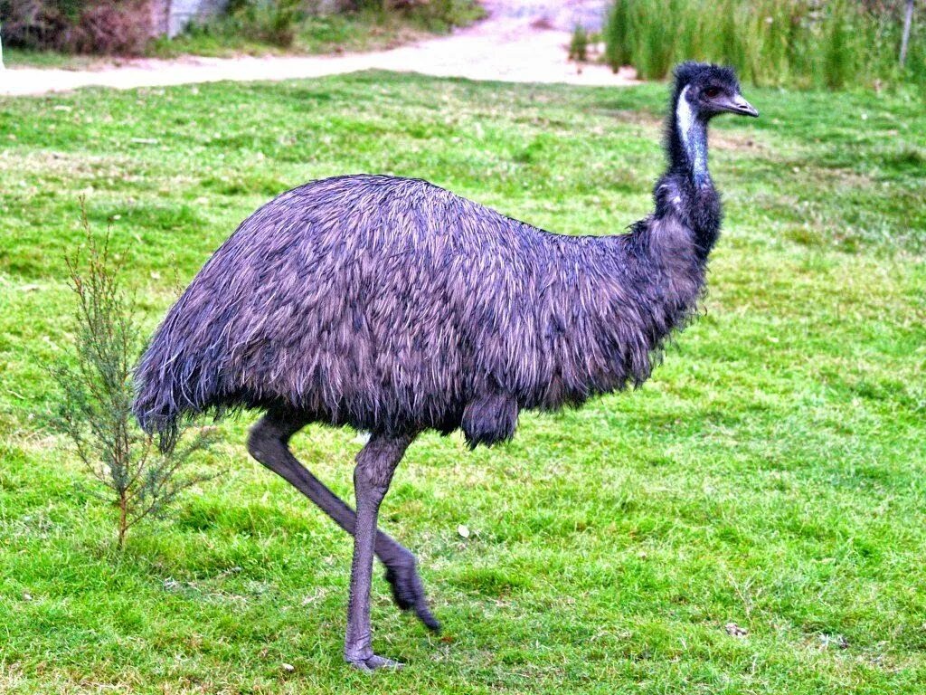 Эму