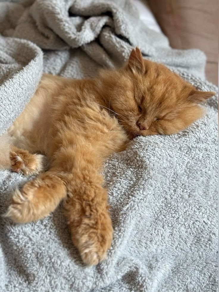 Буквально вчера иду я с собакой на нашей ежедневной вечерней прогулке, и уже подходя к дому видим, стоит толпа людей вокруг красной машины. Ну конечно же мы медленно проходя поняли, что без нас там на обойтись 😅 и вот слово за слово, выяснилось, что в машину залез кот, уличный, но который вроде как выглядит домашним и девушка решила его себе забрать. Принесла еды, принесла переноску, да вот беда, кот не хочет вылезать и бежать к ней на ручки 😡 и эта девушка вместе с ещё 7 людьми отчаянно пыталась его достать, но он залез так залез, куда-то в днище машины. А что делать, номера водителя нет. Это кстати ещё одна история, о том что, дорогие водители, ну правда, оставляйте номера своего телефона, мало ли что. Так вот из-за этого пришлось мне напрячь своих людей, которые очень быстренько выяснили номер. Благо водитель ответил и пришел к нам открывать машину. За это время конечно же мы все разболталась, я их повеселила, с позитивным настроением мы стали ловить кота. Водитель подходит, открывает капот ииииии кот просто вылетает оттуда и несётся к другой машине 🦸 и вся эта толпа за ним, а мой пёс терпеливо ждёт и наблюдает за этой смешной картиной. И чудом, одна из девушек успевает его схватить за лапу и кричит: а дальше что делать? Он не лезет 😅 в этот момент другая девушка ловко залезает как-то толкает его и все, орущий и в стрессе кот уже на руках. Я бегу за переноской, мы с ещё одной девушкой ее быстро открываем, аккуратно сажаем и закрываем. И вот она, идеальная командная работа с абсолютно чужими людьми 🌀 вот такое неравнодушие помогло коту обрести новый дом, а нам приятную историю на вечер))) а у вас бывают такие случайные ситуации ❓