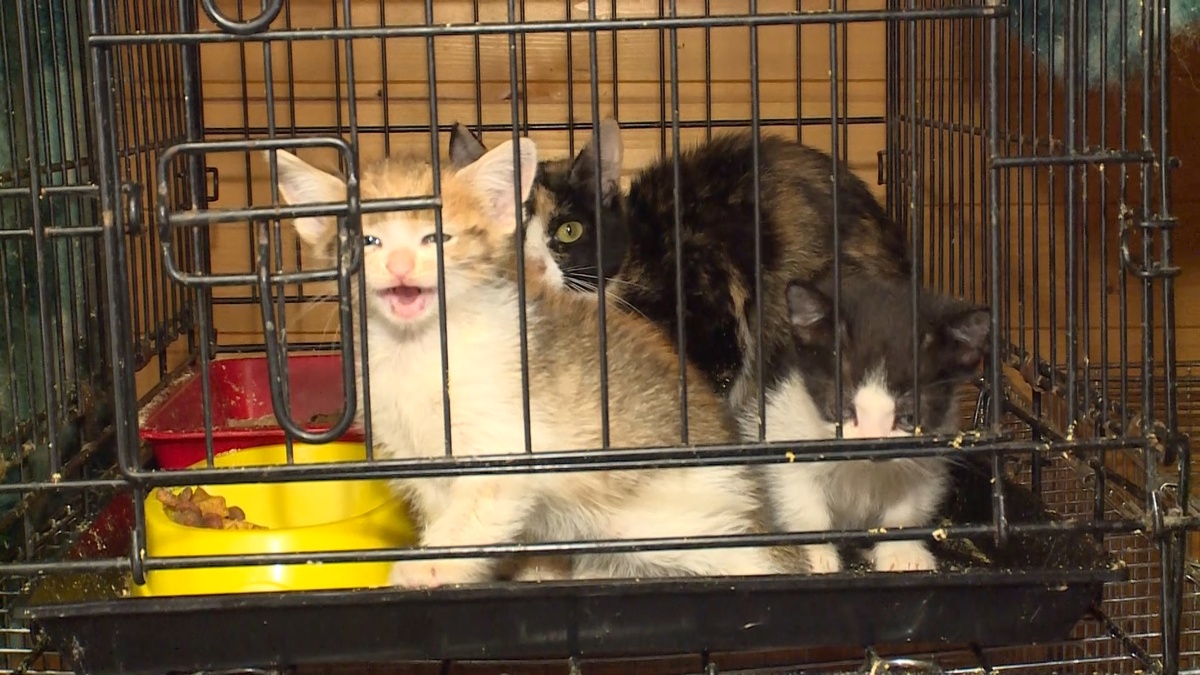    В приюте «Майский день» не хватает мест для животных