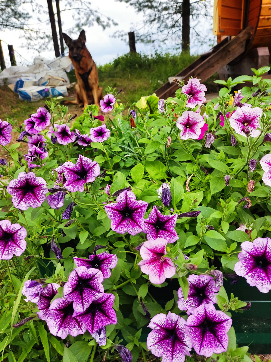 Важные собаки на фоне жирных петуний, или наоборот, петунии на фоне важных собань. Благодарные цветы петуньки, однако, разрастаются и цветут без лишнего ухода. 