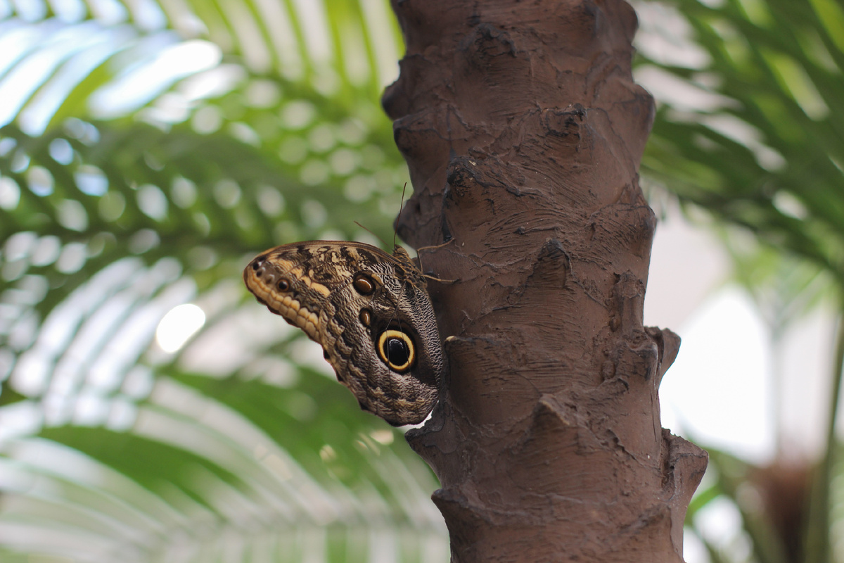 Калиго Эврилокус в Парке бабочек Paradise