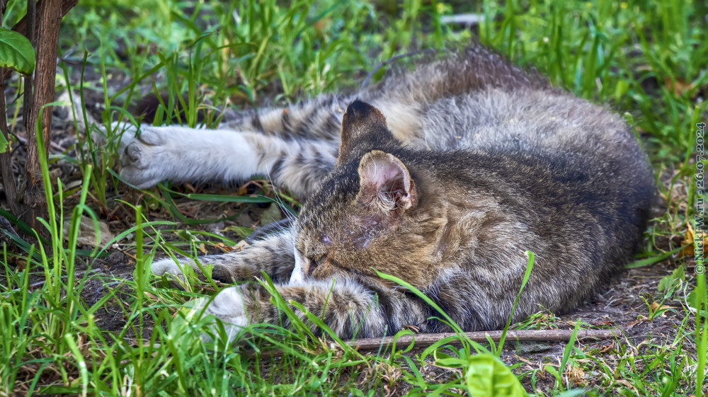 1. Питерский котик © NickFW.ru — 26.07.2024г.
