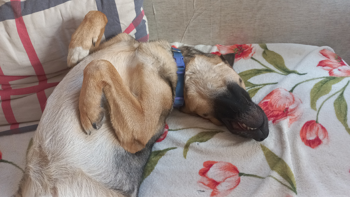 У Диего в жизни всё хорошо, он просто так спит похрапывая. Фото автора