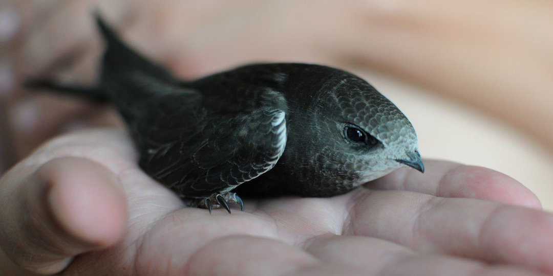 Чёрный стриж: Сломанная птица. Вы удивитесь, насколько много безумия и аномалий в их жизни