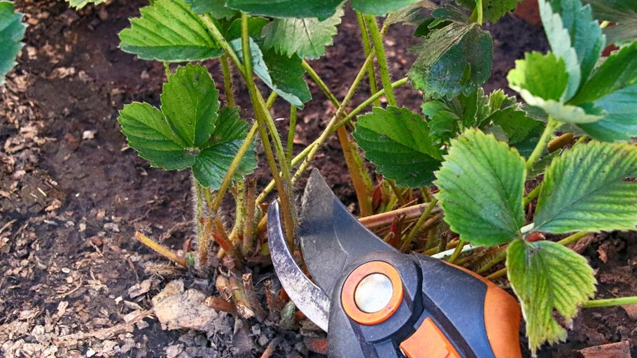 Все наши действия, производимые с садово-огородными культурами, нацелены на получение какого-то результата или направлены на решение проблем. 